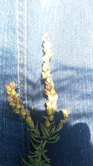 Hebenstretia robusta