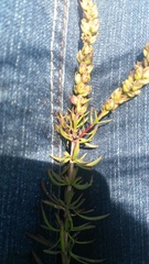 Hebenstretia robusta