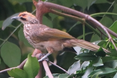 Pycnonotus zeylanicus