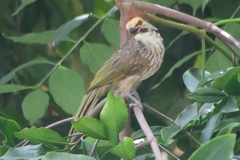 Pycnonotus zeylanicus