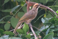 Pycnonotus zeylanicus