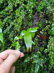 Asplenium lepidotum