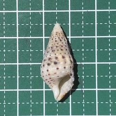 Cerithium zonatum