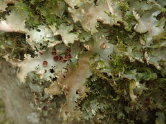 Pseudocyphellaria multifida