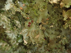 Pseudocyphellaria multifida