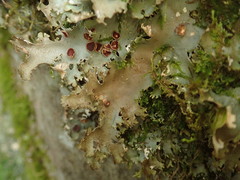Pseudocyphellaria multifida