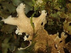 Pseudocyphellaria multifida