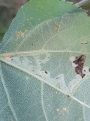 Aulagromyza tremulae