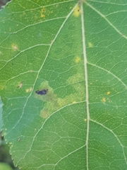 Aulagromyza tremulae