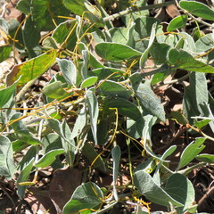 Acacia humifusa