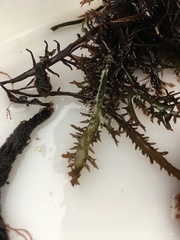 Chondracanthus teedei