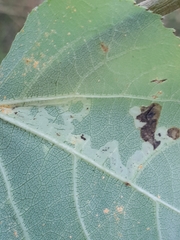 Aulagromyza tremulae