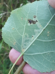 Aulagromyza tremulae