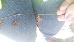 Thamnochortus spicigerus