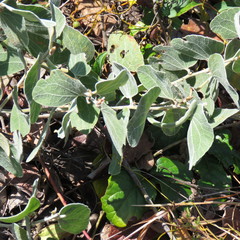 Acacia humifusa