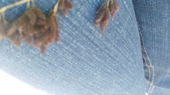 Thamnochortus spicigerus