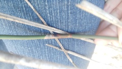 Thamnochortus spicigerus