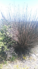 Thamnochortus spicigerus