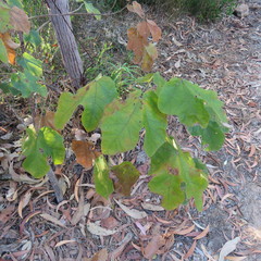 Brachychiton vitifolius