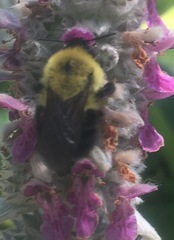Bombus bimaculatus