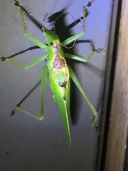 Hexacentrus japonicus