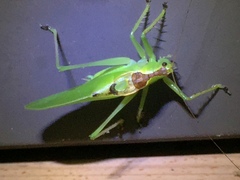 Hexacentrus japonicus