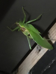 Hexacentrus japonicus