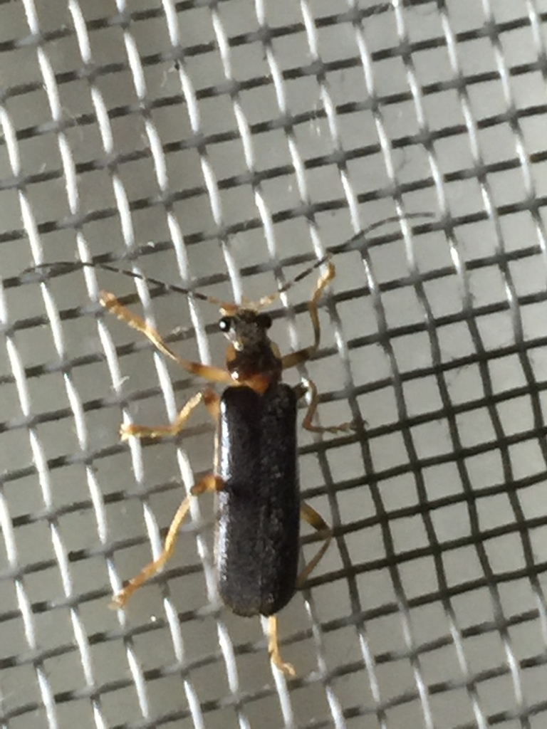Stenothemus badius