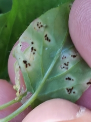 Puccinia arenariae