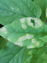 Puccinia arenariae