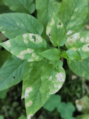Puccinia arenariae