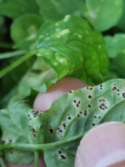 Puccinia arenariae