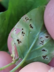 Puccinia arenariae