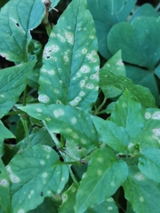Puccinia arenariae