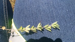 Lotus subbiflorus subbiflorus