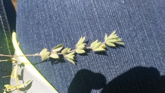 Lotus subbiflorus subbiflorus