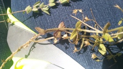 Lotus subbiflorus subbiflorus