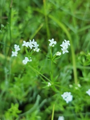 Galium uliginosum