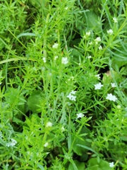 Galium uliginosum