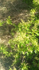 Searsia laevigata laevigata