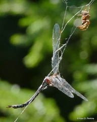 Aeshna tuberculifera