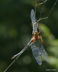 Aeshna tuberculifera
