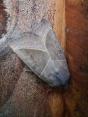 Mesogona oxalina