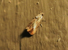 Olethreutes hamameliana
