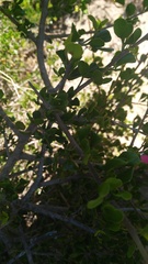 Searsia laevigata