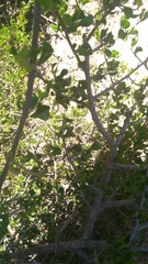 Searsia laevigata