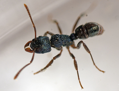 Rhytidoponera victoriae