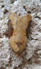 Acleris laterana