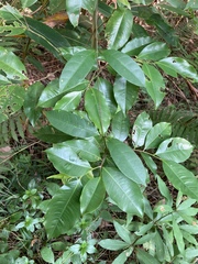 Aquilaria sinensis