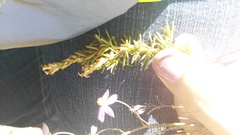 Hebenstretia robusta